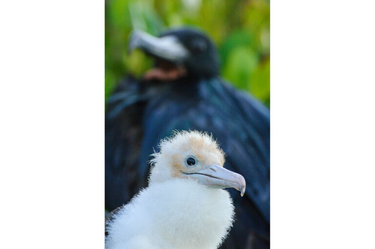 Portrait of a chick greater frigatebird with adult in background