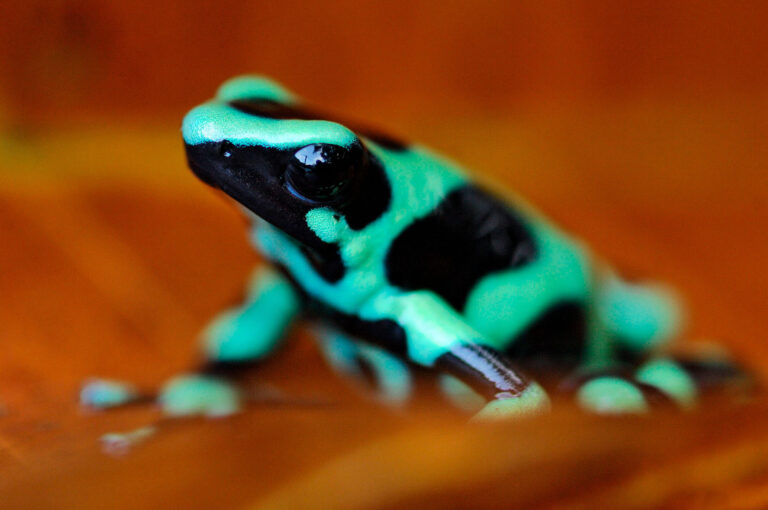 A green and black poison dart frog on a leaf