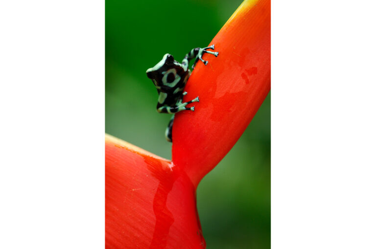 Green and black poison dart frog in flower of Heliconia