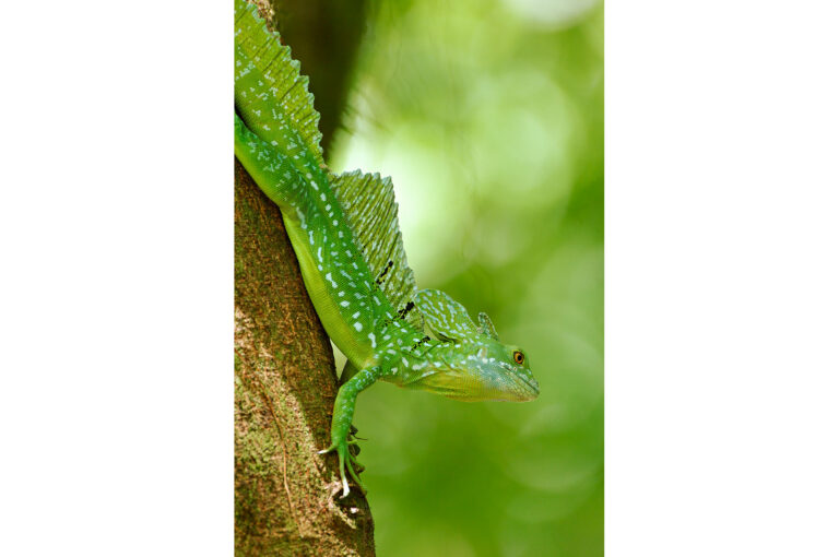 Green basilisk in tree