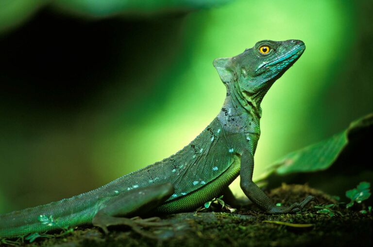 Green basilisk on forest floor.