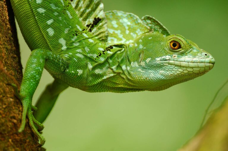 Adult male green basilisk portrait, in tree