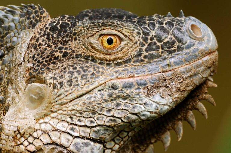 Close up portrait of a green iguana