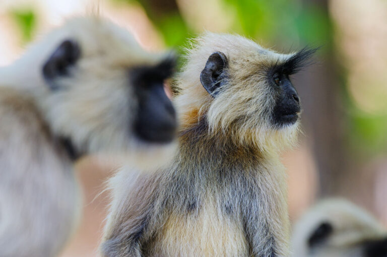 Portrait of two grey langurs.