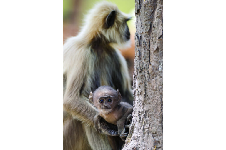 Mother and youngster grey langur.