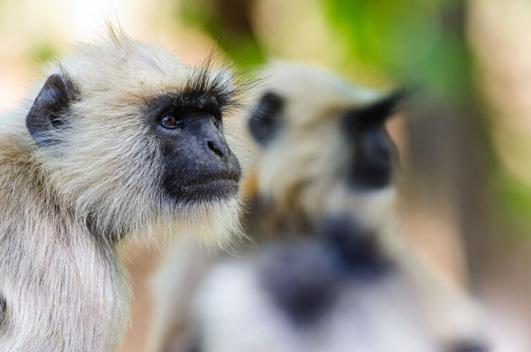 Portrait of two grey langurs.