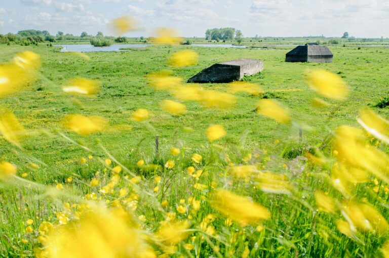 Groepsschuilplaatsen voor militairen, met in voorgrond boterbloemen.