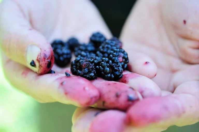 Hand with blackberries