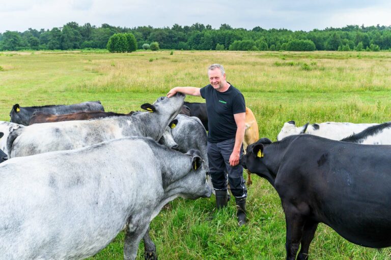 Farmer and his young bulls