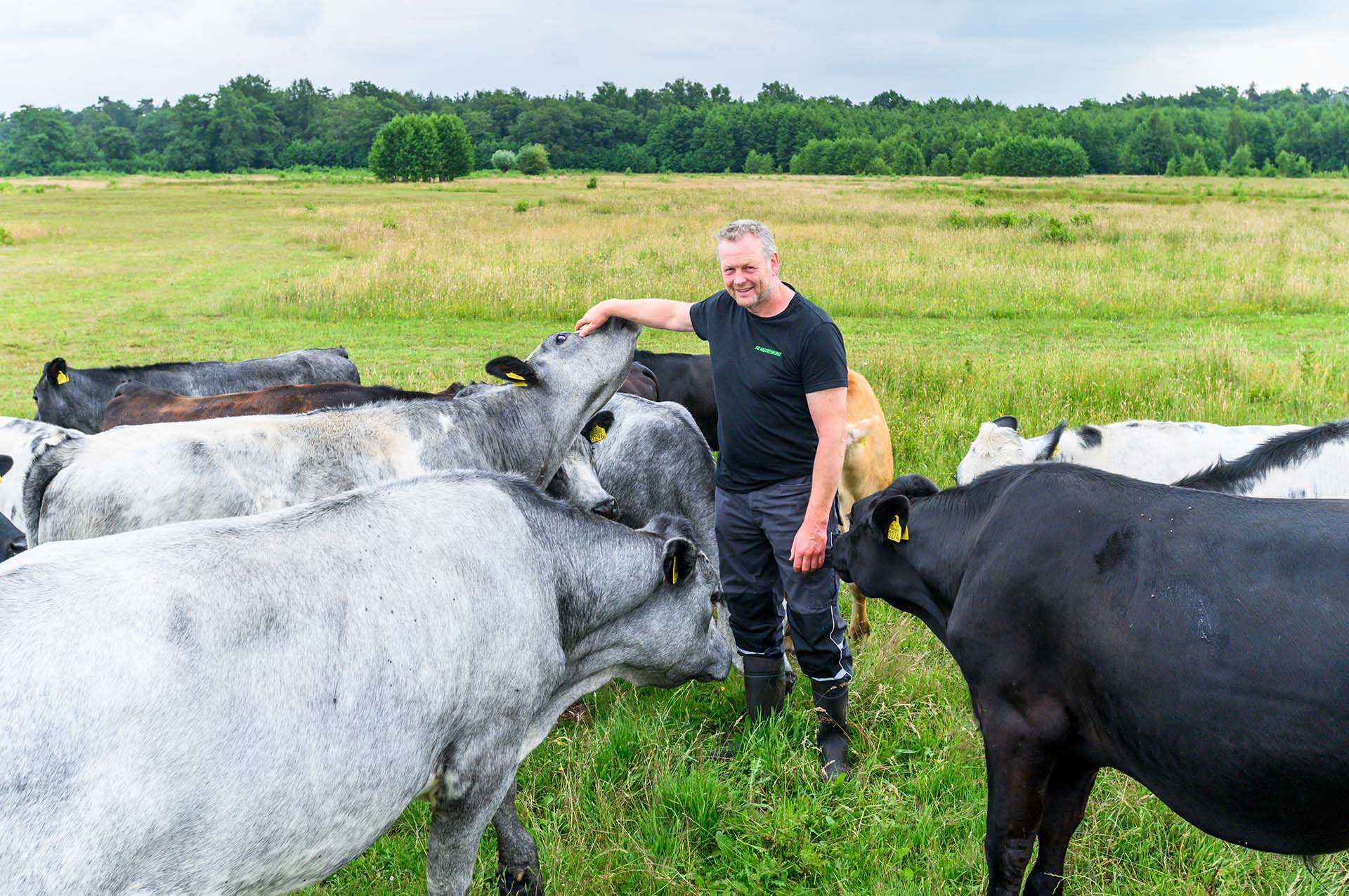 Boer Hans Nieuwenburg met zijn stiertjes in natuurgebied van Natuurmonumenten.