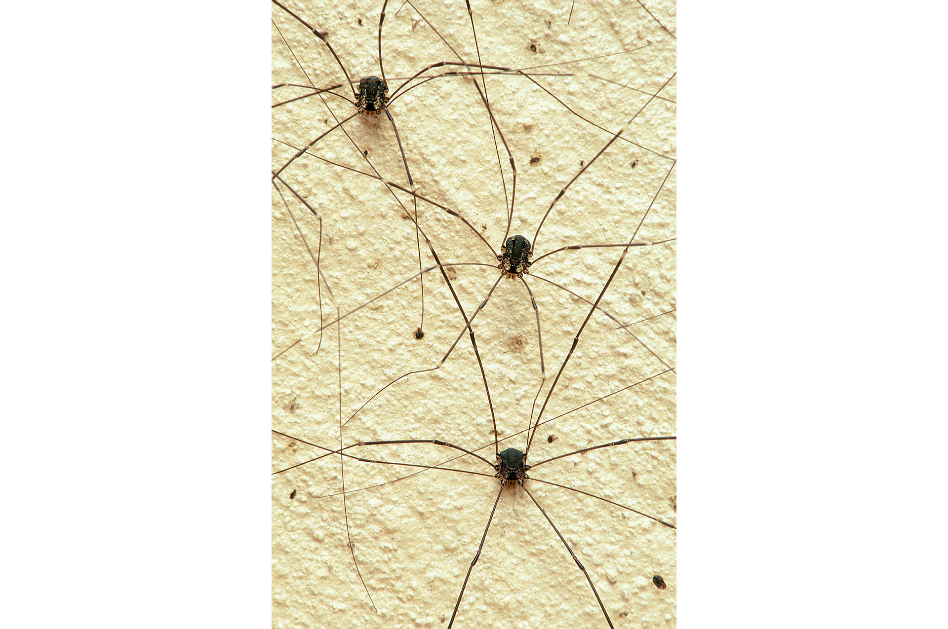 Three harvestman spiders on a wall