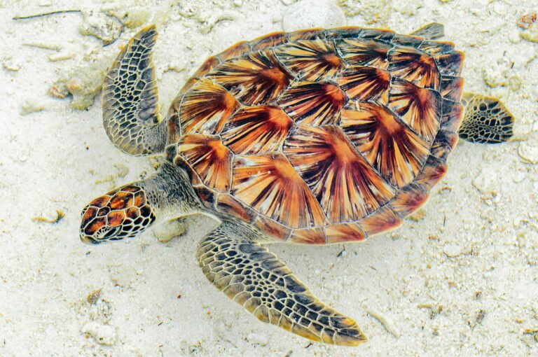 Hawksbill sea turtle in shallow water, showing the beautiful patterns on its shield.