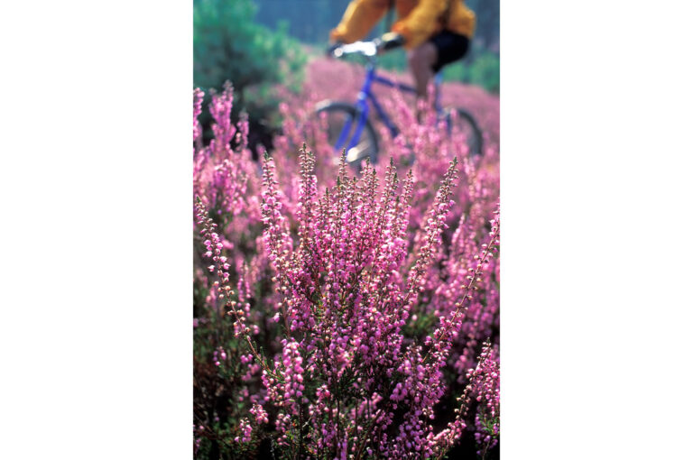 Heather and in background a passing mountainbiker