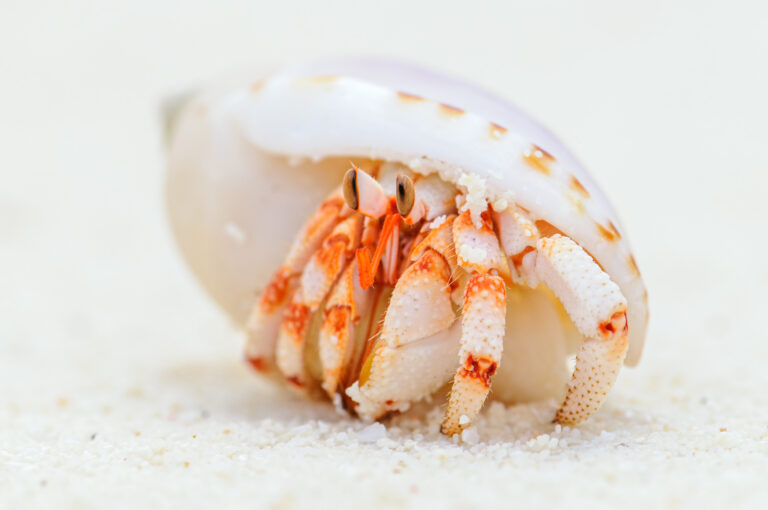 Heremietkreeft op strand kijkt uit schelpje