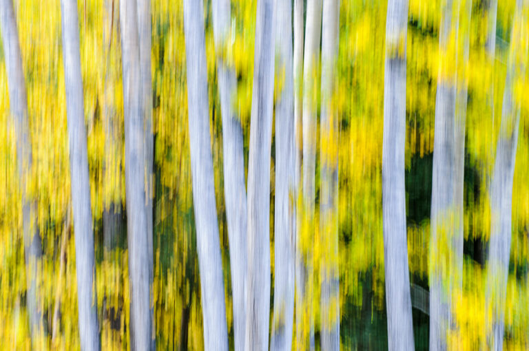 Herfstkleuren, bomen met gele bladeren