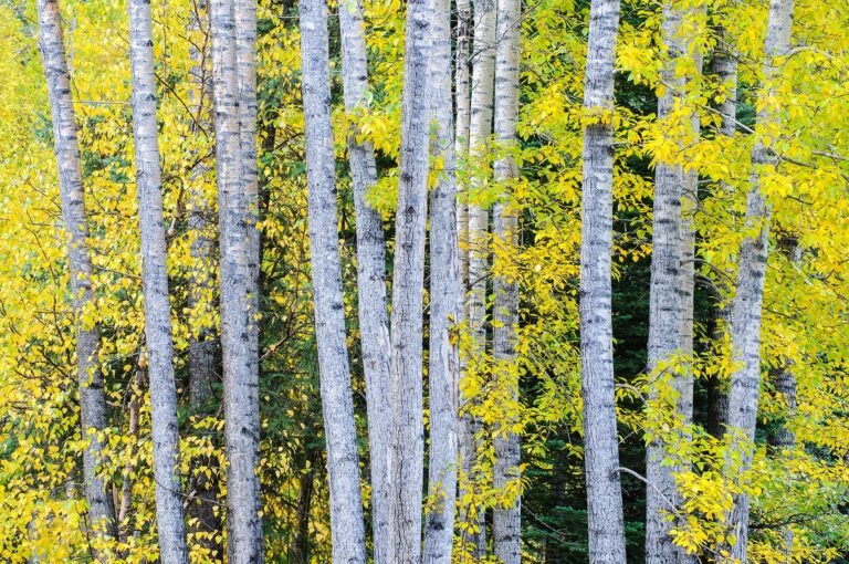Bomen met lichte stam en geel herfstblad in Alaska