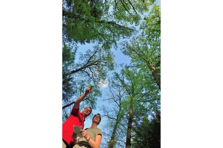 Hikers with a map photographed from under, with the tree crowns above them