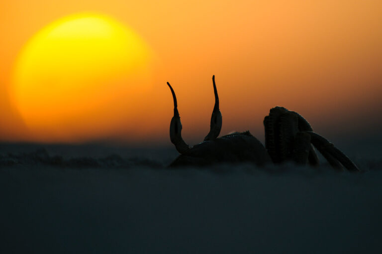 A horned ghost crab and sunset, as if the crab is looking at the setting sun
