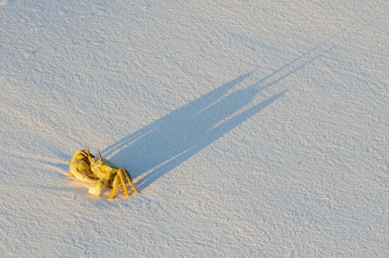 Crab and its shadow on beach
