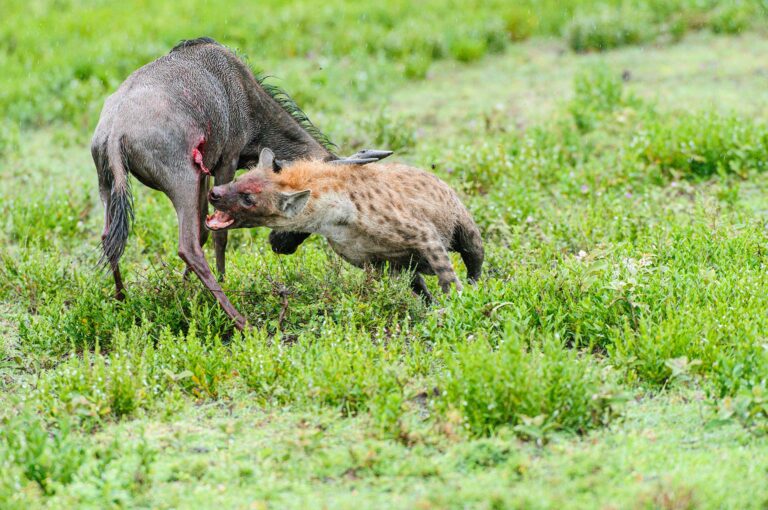 Spotted hyena taking a wildebeest down