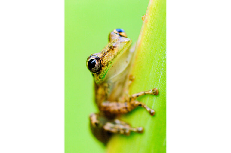 A tree frog on vegetation