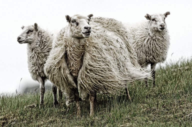 Icelandic sheep