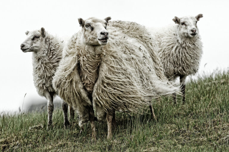 Drie schapen in IJsland waarvan één met jas van wol