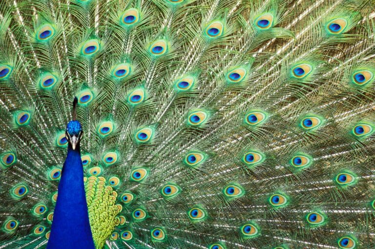 Male Indian peafowl displaying