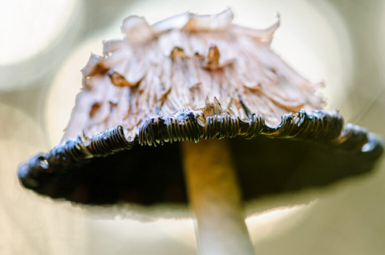 Close up of a ink cap mushroom