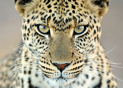 Leopard portrait