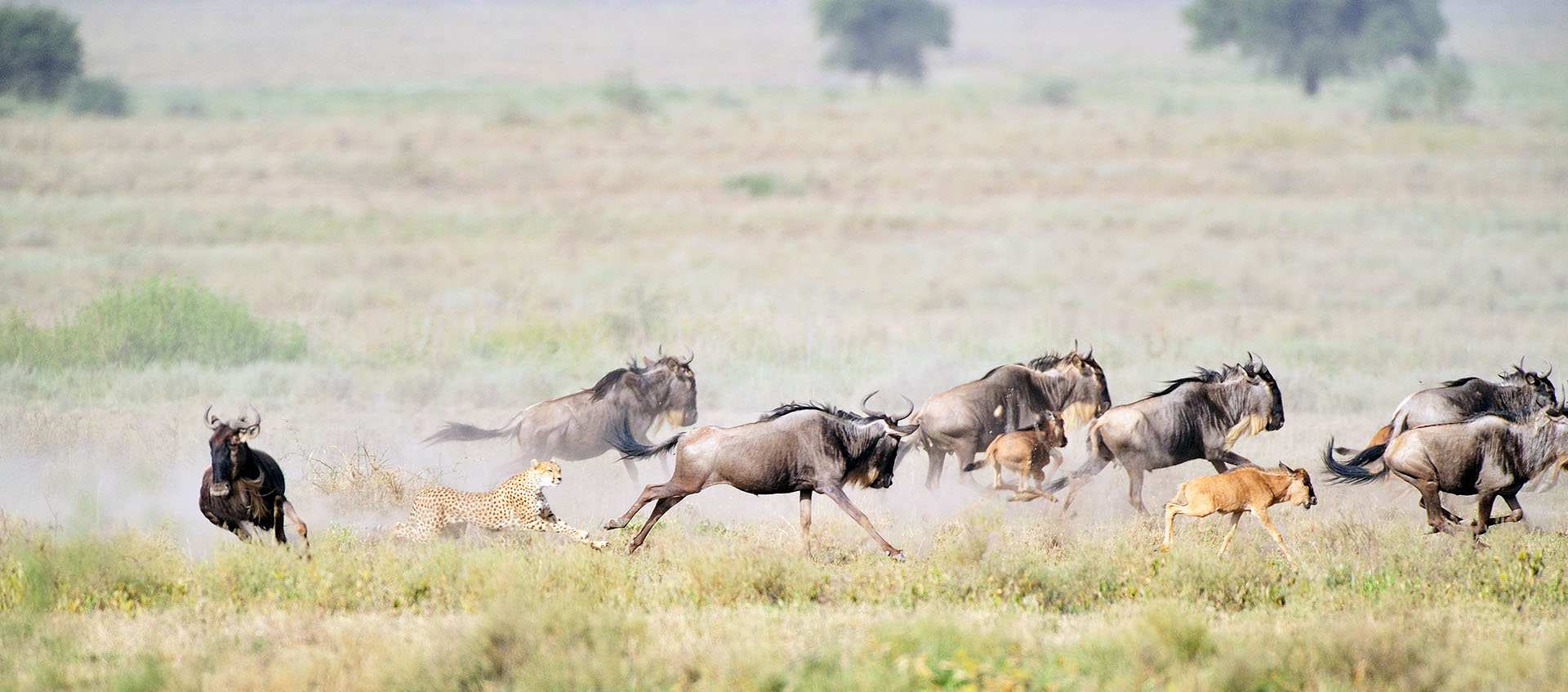 Jachtluipaard of cheeta jagend op gnoe kalfjes