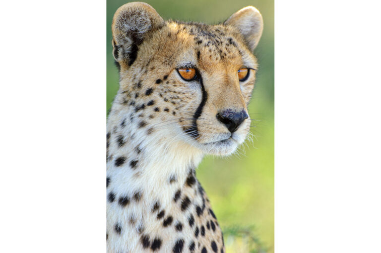 Beeldvullend portret van een cheeta of jachtluipaard