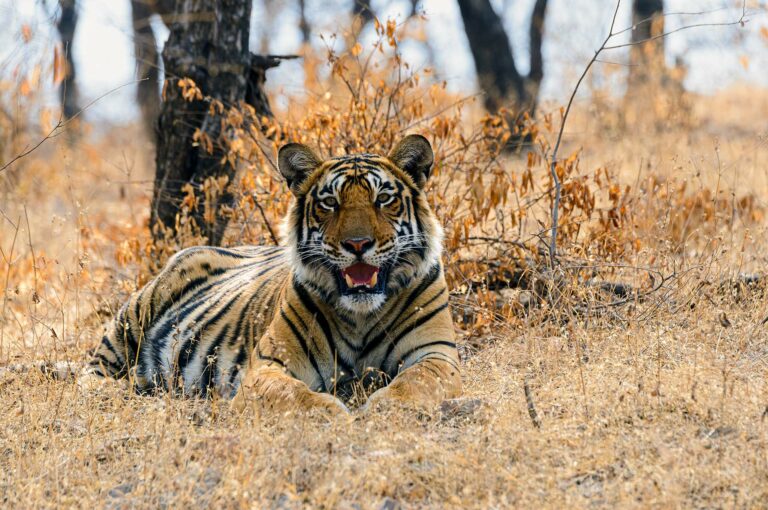 Jong mannetje tijger rustend en kijkend.