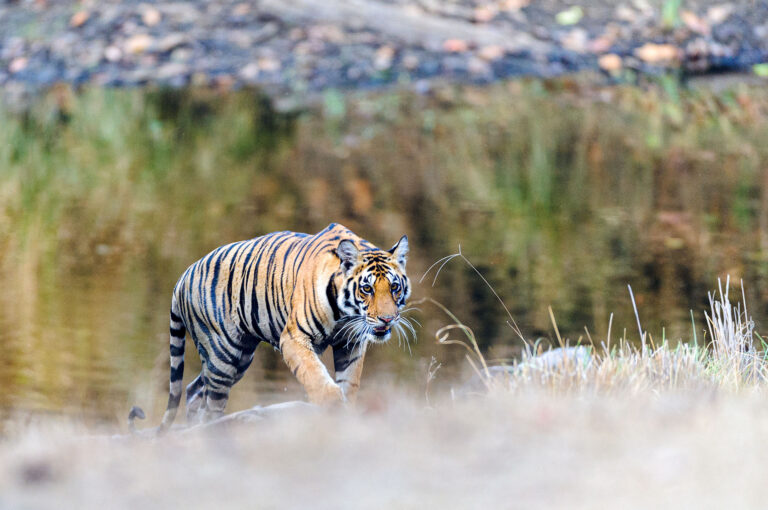 Een tijger loopt na een waterbad de oever omhoog.