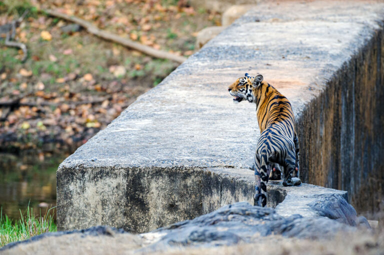 Een tijger staand op een dam kijkt om zich heen.