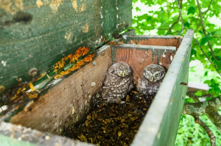 Jonge steenuiltjes in nestkast.