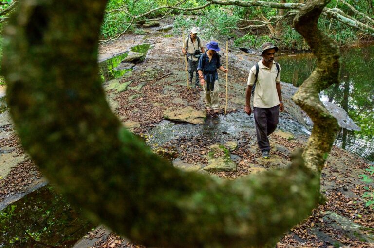 Jungle wandeling van toerist en twee gidsen met liaan in voorgrond.