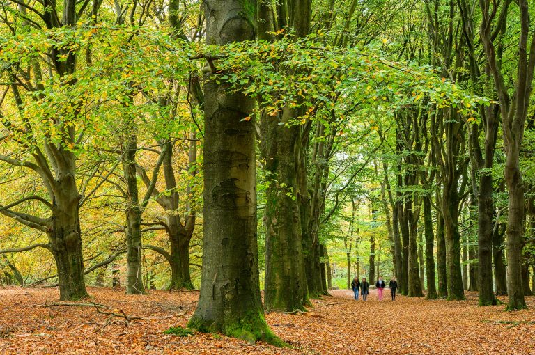 Beukenlaan in herfst met wandelaars