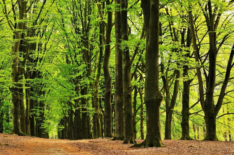 De lange beukenlaan in de Kaapse Bossen in het voorjaar.
