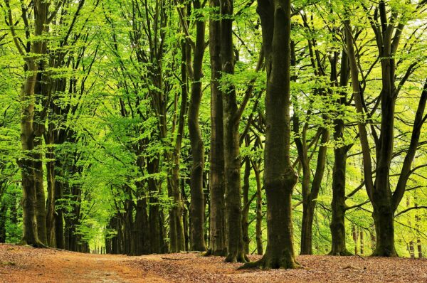 Kaapse Bossen, beukenlaan in voorjaar