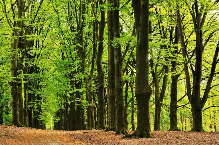 Kaapse Bossen, beech lane in spring