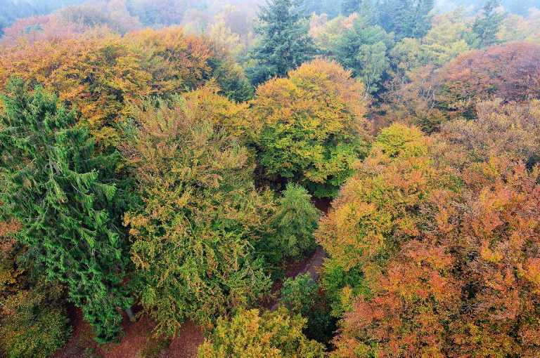 Kaapse Bossen vanuit de uitkijktoren