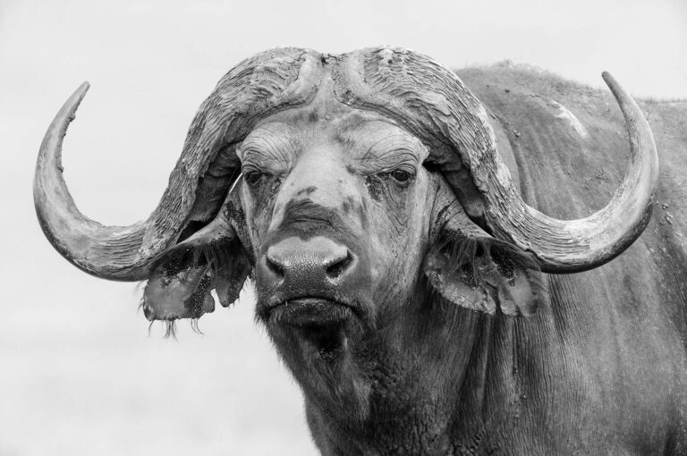 Portret van een Kaapse buffel in zwart wit