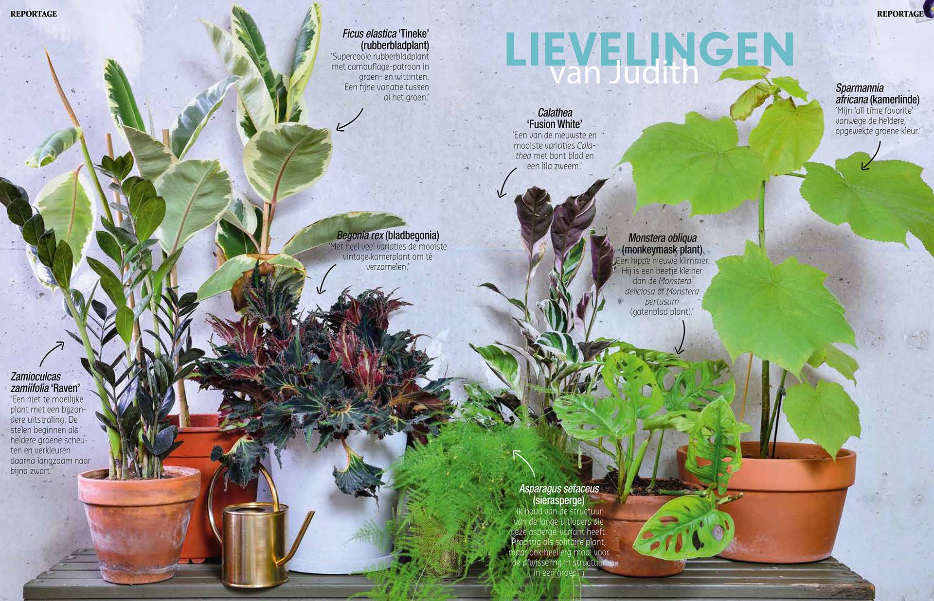 Publicatie over de kamerplanten van Judith Baehner. In Groei & Bloei magazine.
