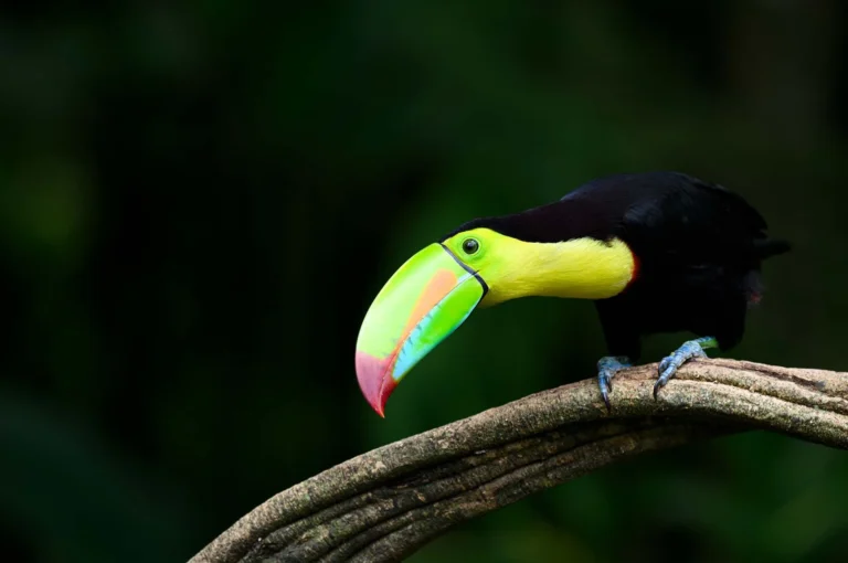 Keel-billed toucan