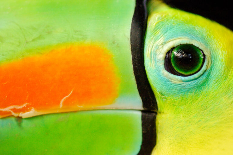 Close up portrait of a keel-billed toucan