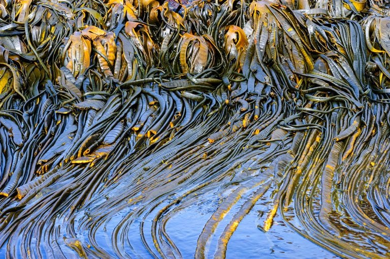 Kelp on South Georgia