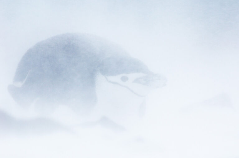 Kinbandpinguïn in sneeuw