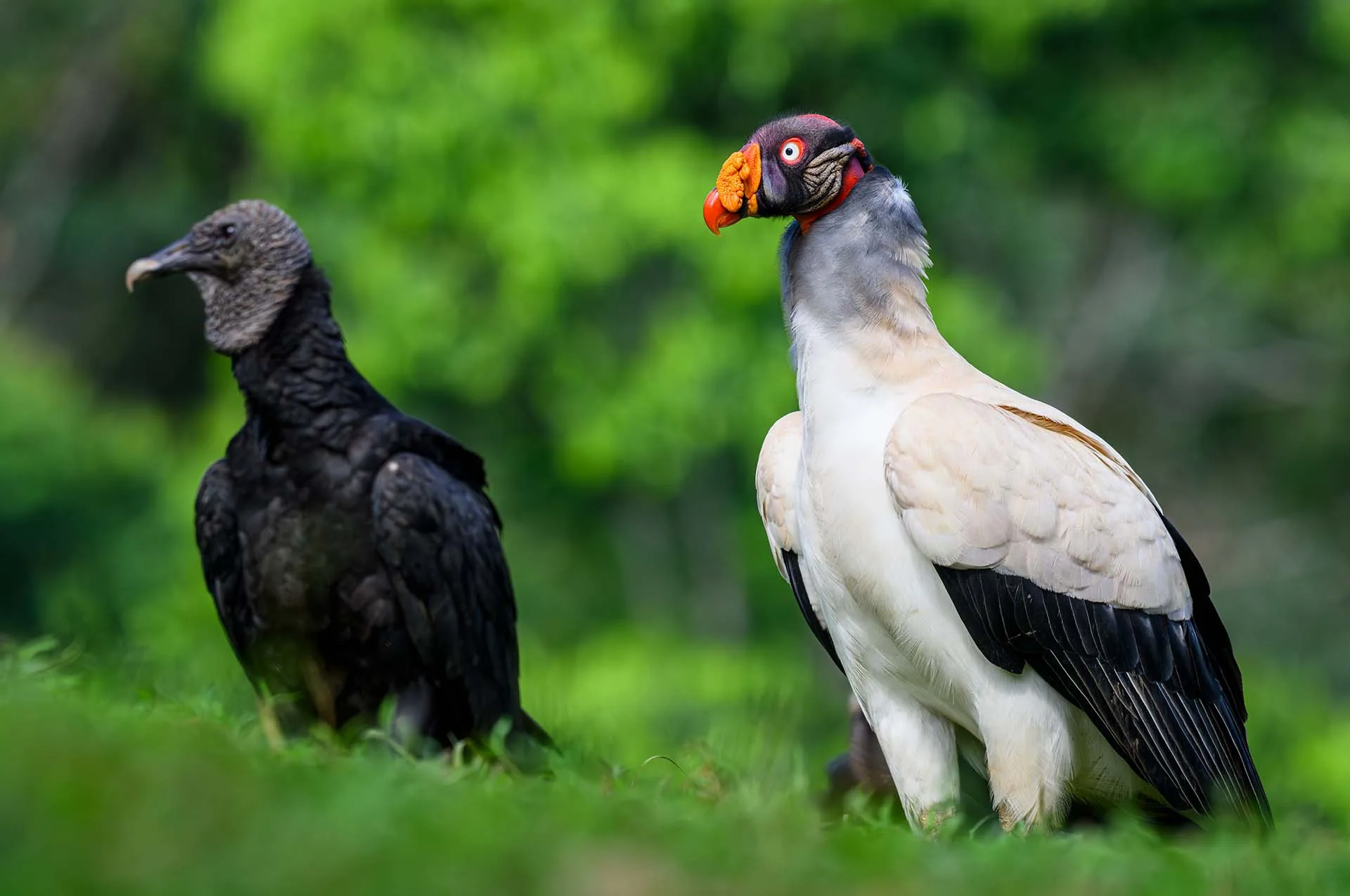 King and black vulture