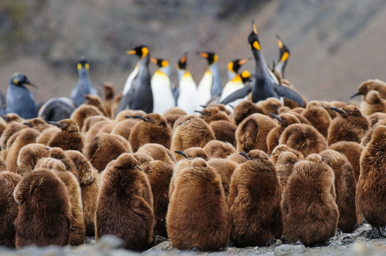 Nursery of king penguin chicks. Adult birds in the back.